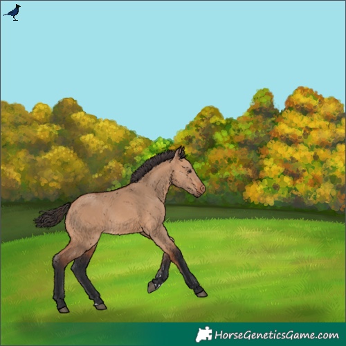 Horse Color:Bay Dun Rabicano 