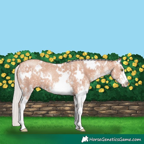 Horse Color:White Spotted Silver Classic Champagne 
