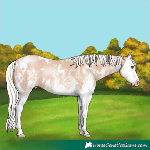 Horse Color:White Spotted Silver Sable Champagne Splash Rabicano 