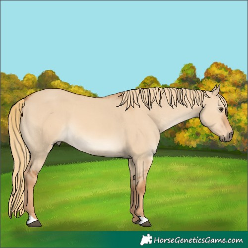 Horse Color:Red Dun 