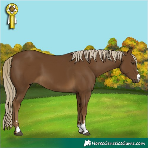 Horse Color:Chocolate Palomino 