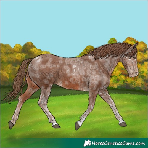Horse Color:Chestnut Ice Appaloosa 