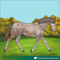 Horse Color:Chestnut Ice Appaloosa 