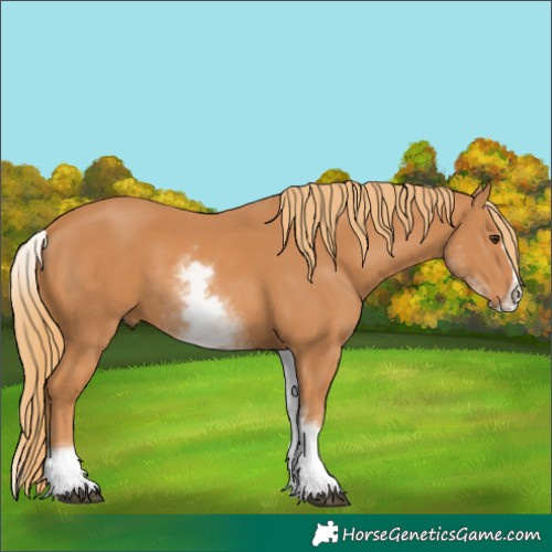 Horse Color:White Spotted Chestnut Splash 