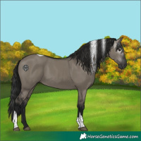 Horse Color:Gray Grullo Tobiano Rabicano