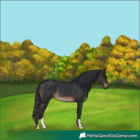 Horse Color:Brown 