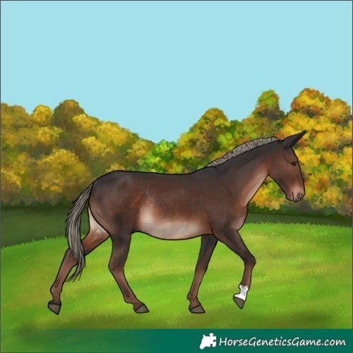 Horse Color:Liver Chestnut Mushroom Rabicano 