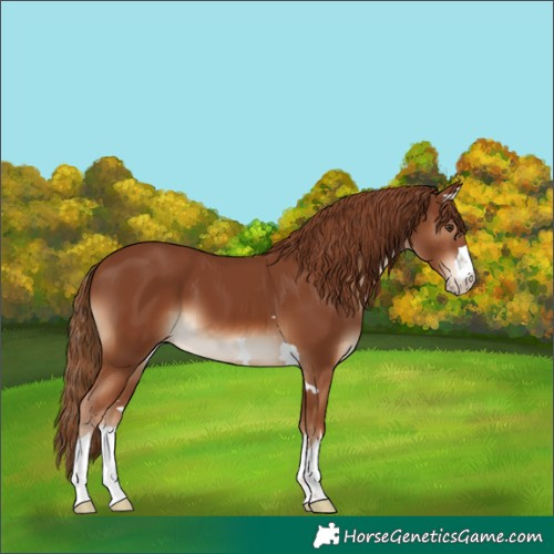 Horse Color:Chestnut 