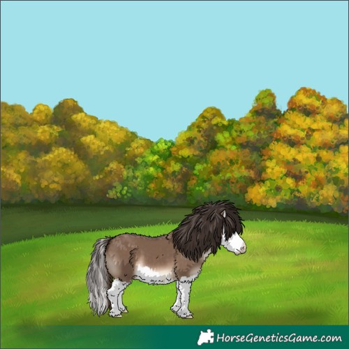 Horse Color:Liver Red Dun Splash 