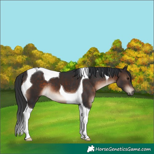 Horse Color:Brown Mushroom Tobiano