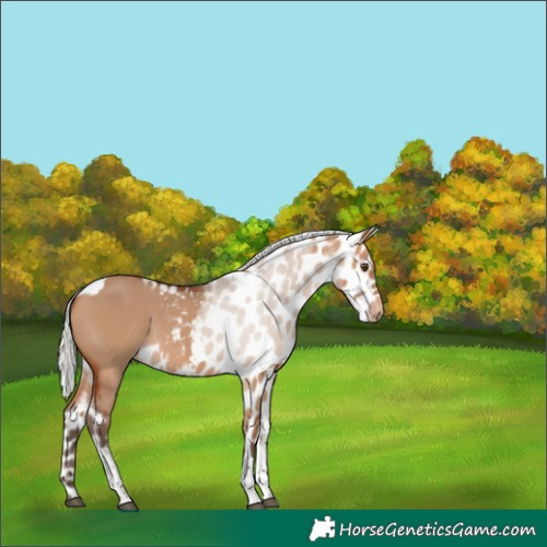 Horse Color:Silver Bay Dun Tobiano Skewed Appaloosa 