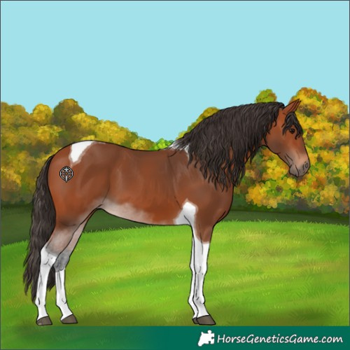 Horse Color:Bay Tobiano 