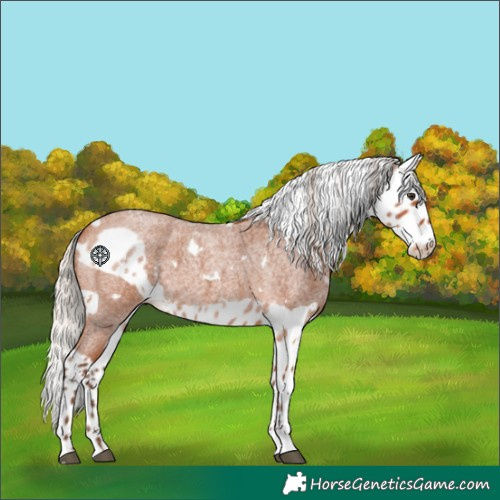 Horse Color:White Spotted Silver Bay Roan Skewed Appaloosa 