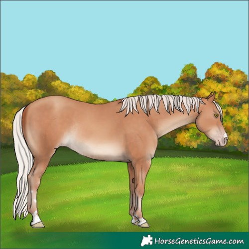 Horse Color:Silver Amber Champagne Rabicano 