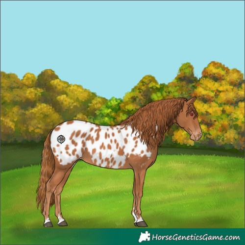 Horse Color:Chestnut Appaloosa