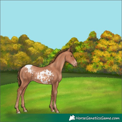 Horse Color:Gold Champagne Skewed Appaloosa 