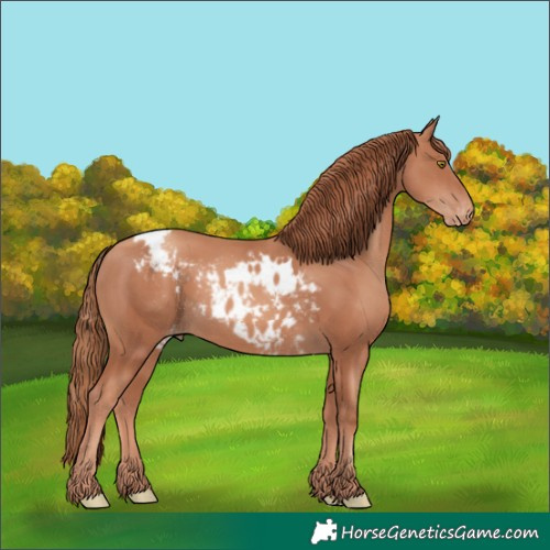 Horse Color:Gold Champagne Skewed Appaloosa 