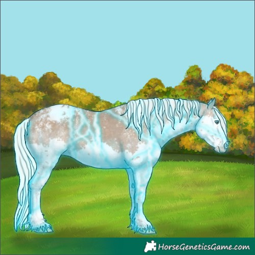 Horse Color:Powder White Thunderstruck Silver Grullo Splash Appaloosa 