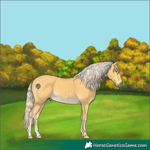 Horse Color:Palomino 