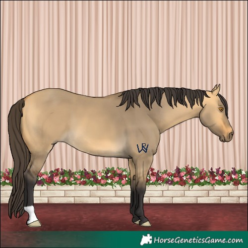 Horse Color:Buckskin Dun