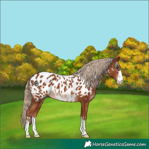 Horse Color:Chestnut Near Leopard 