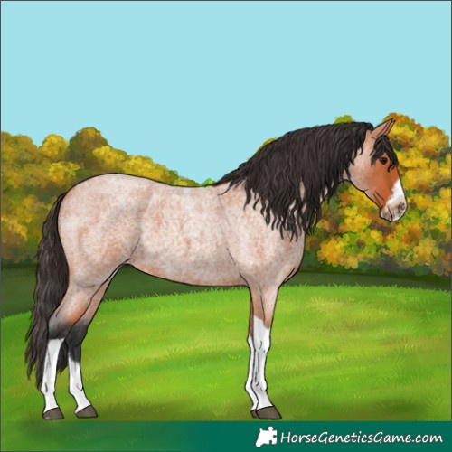 Horse Color:Bay Roan Tobiano Frame 