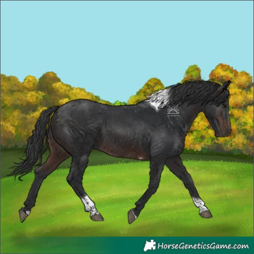 Horse Color:Brown Tobiano 