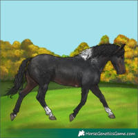 Horse Color:Brown Tobiano 