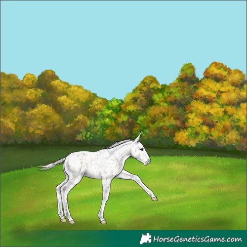 Horse Color:Powder White Silver Brown Dun Appaloosa 