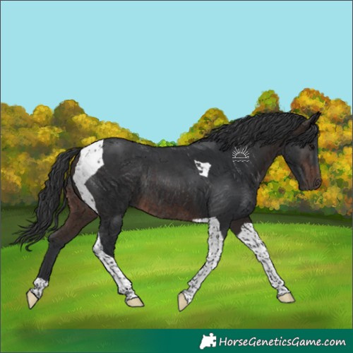 Horse Color:Brown Tobiano Rabicano 