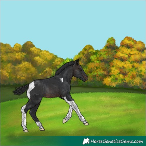Horse Color:Brown Tobiano Rabicano