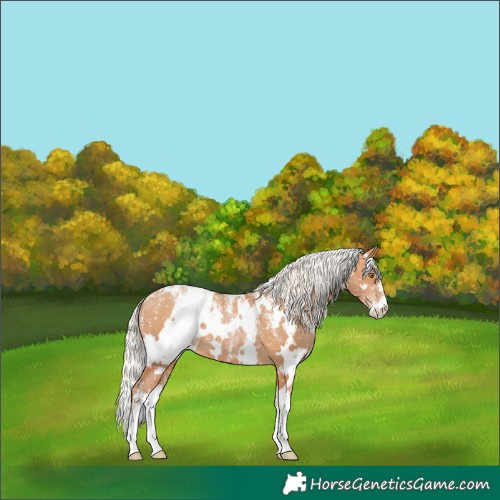 Horse Color:Powder White White Spotted Silver Brown Pearl Appaloosa 