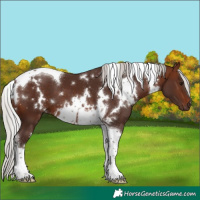Horse Color:White Spotted Silver Brown Tobiano 