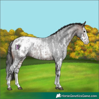 Horse Color:Brown Roan Sabino Splash Appaloosa  and Brown Roan Sabino Splash Appaloosa 