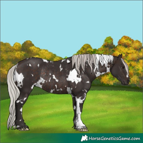 Horse Color:White Spotted Silver Brown Rabicano 