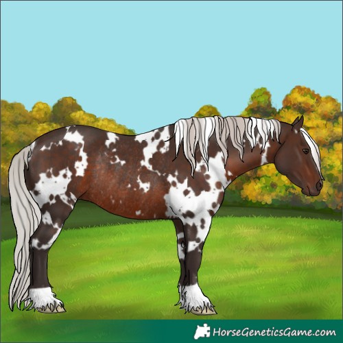 Horse Color:White Spotted Silver Brown Rabicano 