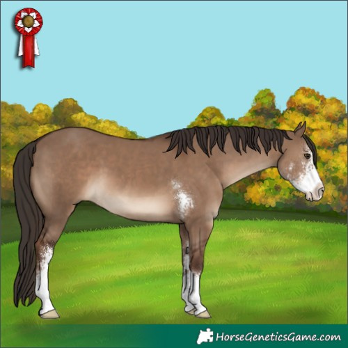 Horse Color:Liver Red Dun Sabino 