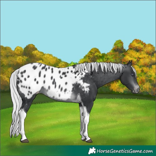 Horse Color:Silver Brown Chinchilla Tobiano Appaloosa Rabicano 