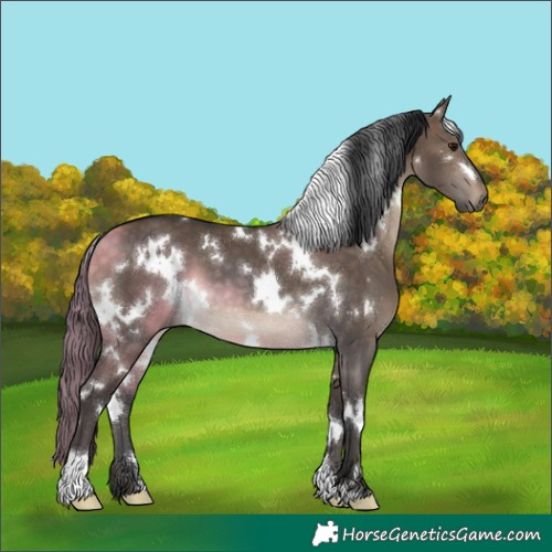 Horse Color:White Spotted Brown Dun 