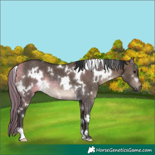 Horse Color:White Spotted Brown Dun 