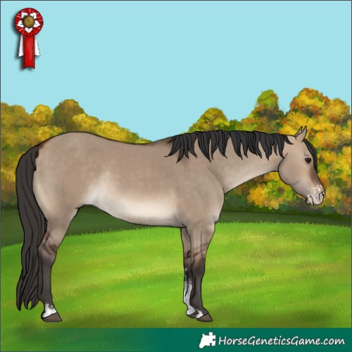 Horse Color:Bay Dun Sabino Rabicano 