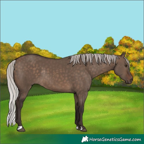 Horse Color:Silver Brown Dun Rabicano 