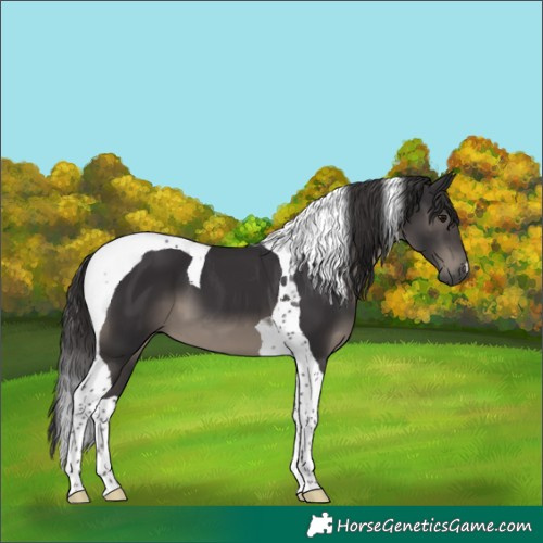 Horse Color:Smoky Black Tobiano 