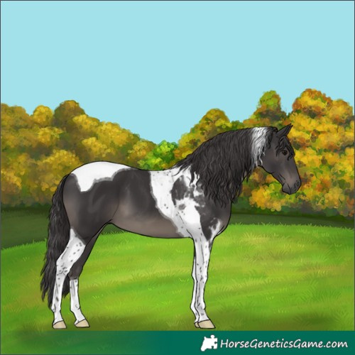 Horse Color:Smoky Black Tobiano 