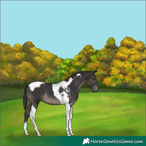 Horse Color:Smoky Black Tobiano 