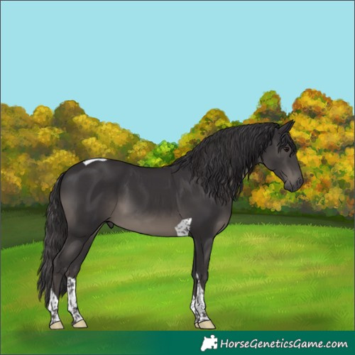 Horse Color:Smoky Black Tobiano 