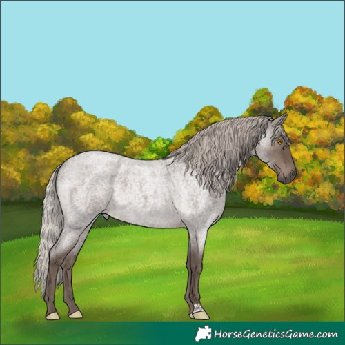 Horse Color:Silver Blue Roan 