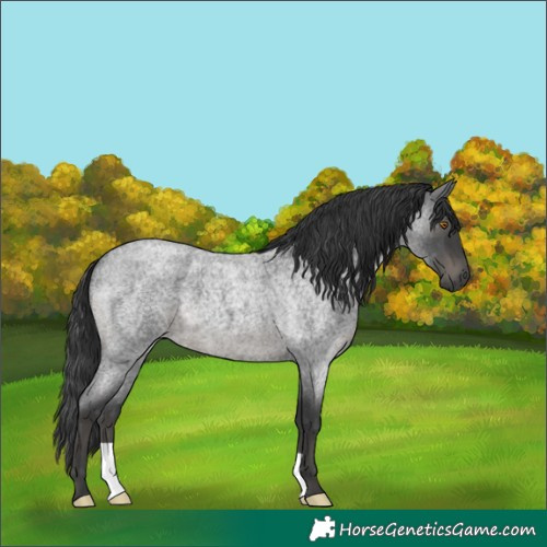 Horse Color:Blue Roan 