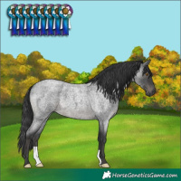 Horse Color:Blue Roan