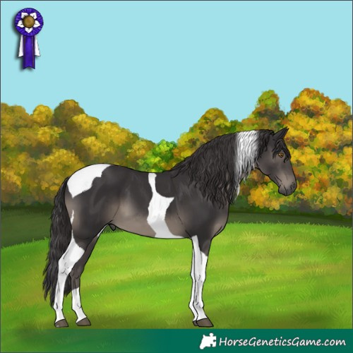 Horse Color:Smoky Black Tobiano 